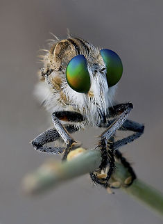 Robin Fly closeup Robber Fly with compound eyes reflecting light in multi colours. Insects,Macro,compound eye,fly,robber Fly