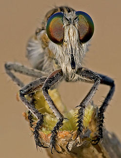 An insect on a branch - True colors A close-up of an fly-like insect sitting on a twig. Insects,compound eye,macro