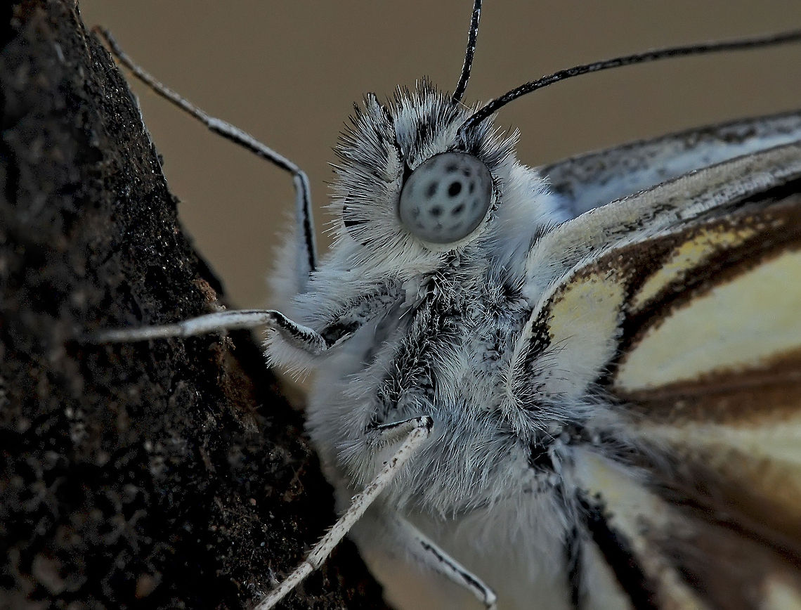 Butterfly extreme closeup A very close view of a gorgeous white butterfly showing fantastic detail in their unusal eyes. Belenois aurota,Butterfly,Insects,Macro,Pioneer White orBrown-veined White