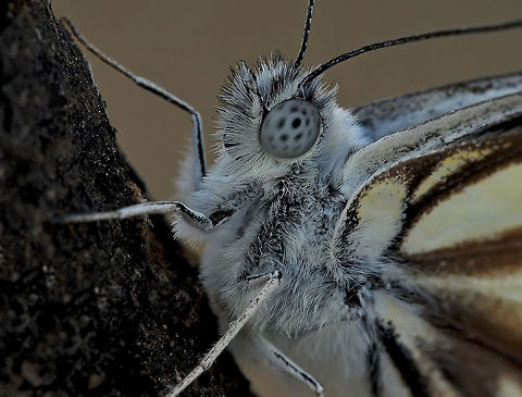 Butterfly extreme closeup A very close view of a gorgeous white butterfly showing fantastic detail in their unusal eyes. Belenois aurota,Butterfly,Insects,Macro,Pioneer White orBrown-veined White