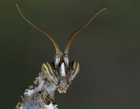 Mantis close look Extreme closeup of a Mantis head, giving it an alien-look. Blepharopsis mendica,Insects,Macro,Mantis