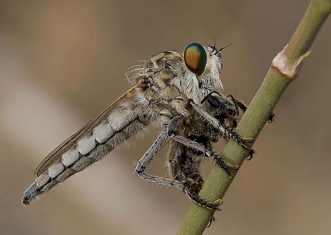 Insect Fast Food An insect eating another smaller insect Asilidae,Insects,Macro,Robber fly