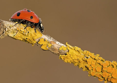 Ladybug all the way down A red Ladybug travels down a branch. 7-spot Ladybird,Coccinella septempunctata,Insects,Ladybug,Macro