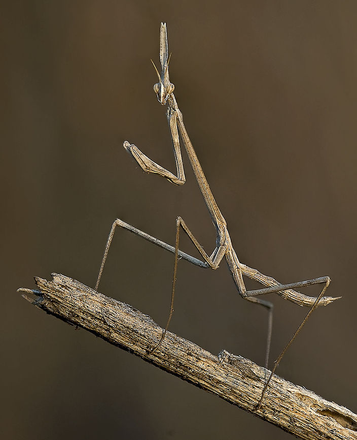Mantis Thinness A sticky mantis does a karate pose :) Humor,Insects,Macro,Mantis