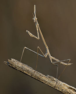 Mantis Thinness A sticky mantis does a karate pose :) Humor,Insects,Macro,Mantis