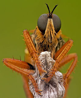 Orange  bugs  killer Macro of an orange bug sitting on a plant. Insects,Macro,Robber fly