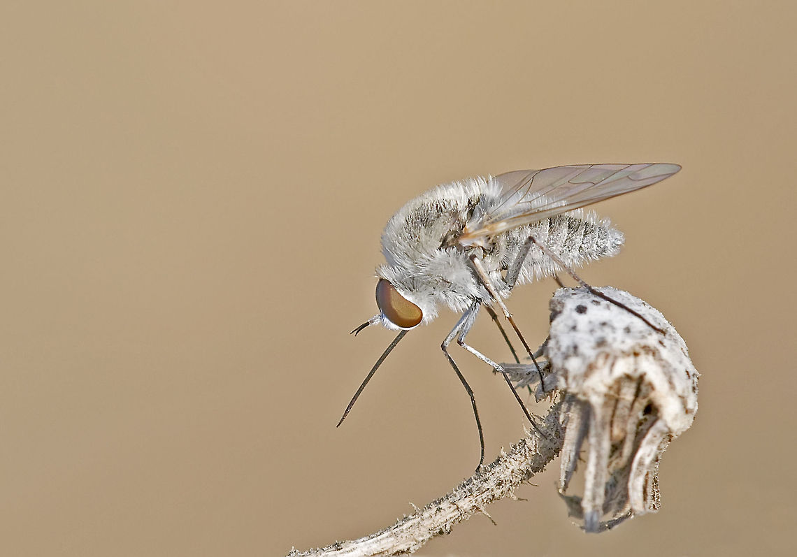 Flying insect sitting on a twig White fly on a twig. Fly,Insects,macro