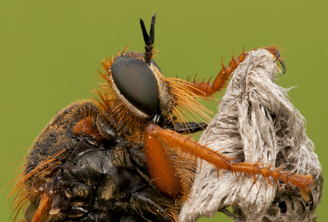 Fly close up Extreme closeup of a fly. Fly,Insects,Robber fly,macro