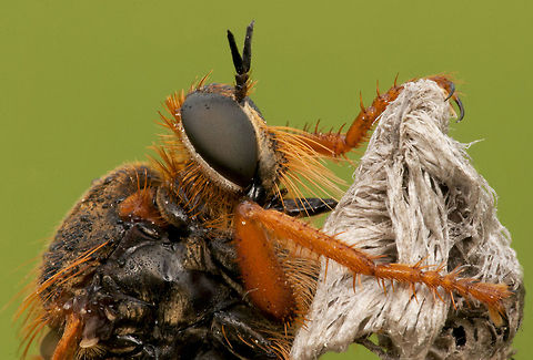 Fly close up Extreme closeup of a fly. Fly,Insects,Robber fly,macro