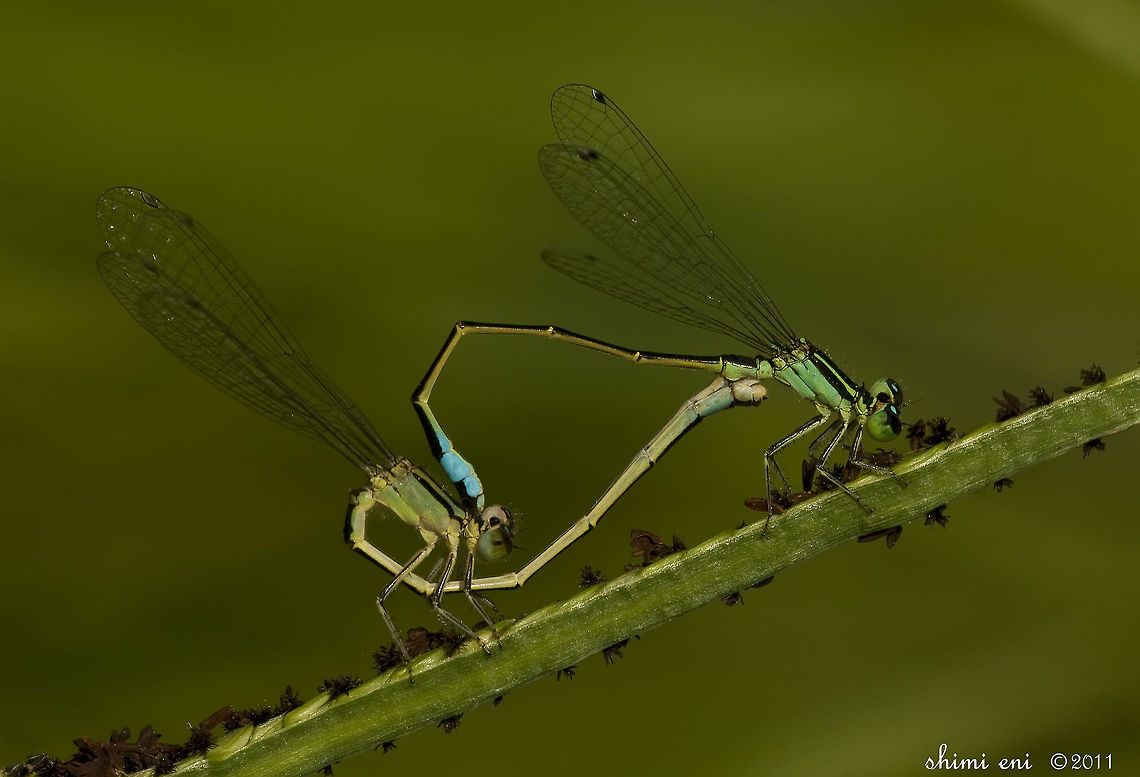 Damselflies in pure love Two damselflies in a romantic position. Blue-tailed Damselfly,Insects,Ischnura elegans,Zygoptera,damselfly,macro,mating