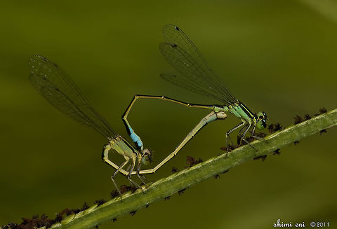 Damselflies in pure love Two damselflies in a romantic position. Blue-tailed Damselfly,Insects,Ischnura elegans,Zygoptera,damselfly,macro,mating