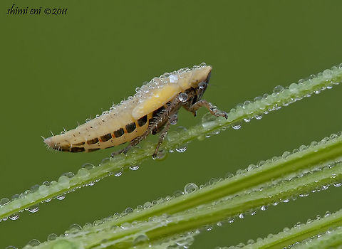 Fresh Leafhopper in the morning dew Dewdrops,Insects,Leafhopper,macro