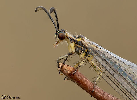 Neuroptera Deadly princess This insect called "Neuroptera",there is 4,900 species worldwide
and 19 familys of this fascinating creature founds in israel.  Insects,Macro,Neuroptera