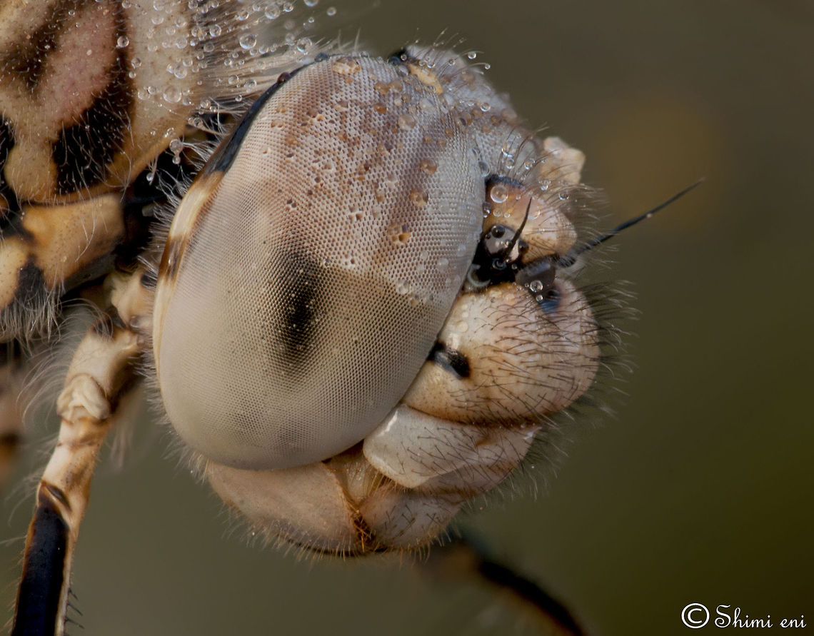 Dragonfly close eye look Extreme closeup on the eyes of a dragonfly. Brachythemis leucosticta,Dragonfly,Eyes,Focus Stacking,Insects,Macro,compound eye