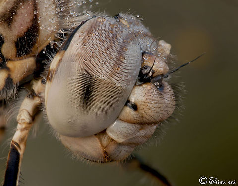 Dragonfly close eye look Extreme closeup on the eyes of a dragonfly. Brachythemis leucosticta,Dragonfly,Eyes,Focus Stacking,Insects,Macro,compound eye