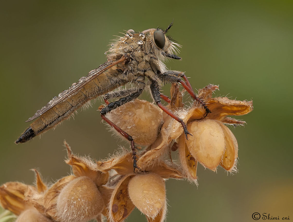 Ready 2 strike This Robberfly photographed in Rishin lake,israel. Insects,Macro,Robber fly