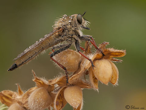 Ready 2 strike This Robberfly photographed in Rishin lake,israel. Insects,Macro,Robber fly