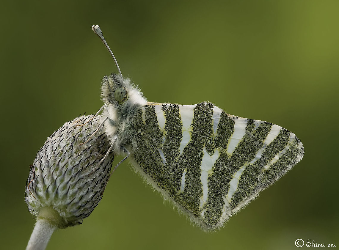 Butterfly Softness Gorgeous white butterfly on a green background. Butterfly,Euchloe belemia,Green-striped White,Insects