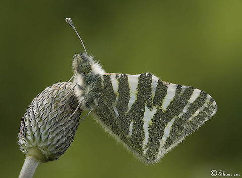 Butterfly Softness Gorgeous white butterfly on a green background. Butterfly,Euchloe belemia,Green-striped White,Insects