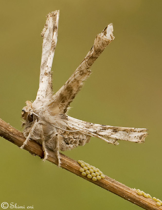 Artichoke Plume Moth babysitting Butterfly - science name: artichoke plume moth<br />
Mum with hers babys Apochima flabellaria,Insects,Moth,artichoke plume moth
