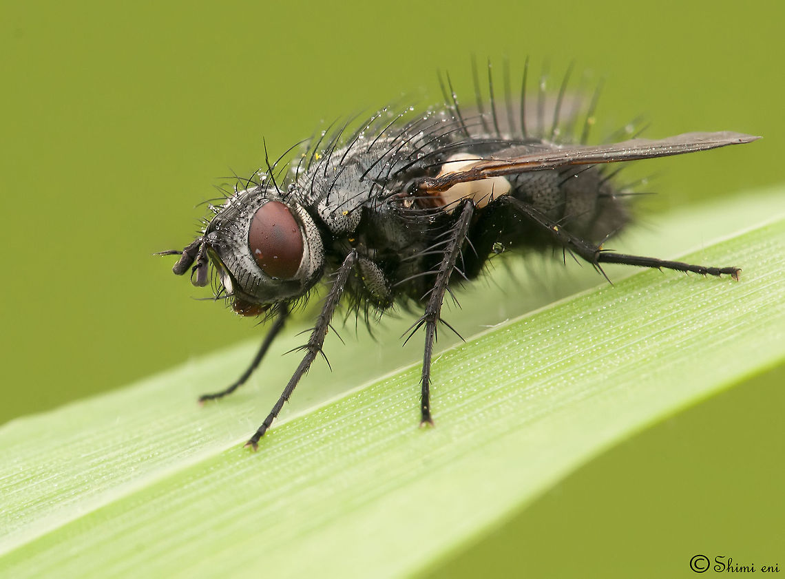 Thorny Home fly<br />
 (insect) Fly,Insects