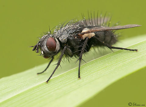 Thorny Home fly
 (insect) Fly,Insects