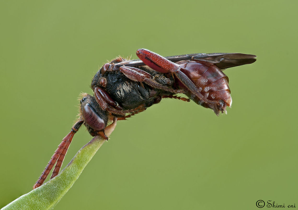 Sleeping alone Bee - science name: Hylaeus <br />
 Insects