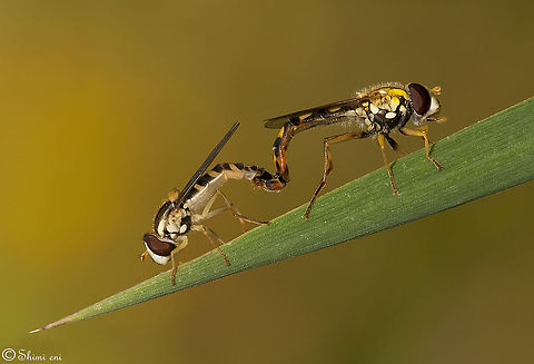 Connected Fly - science name : Syrphidae Insects
