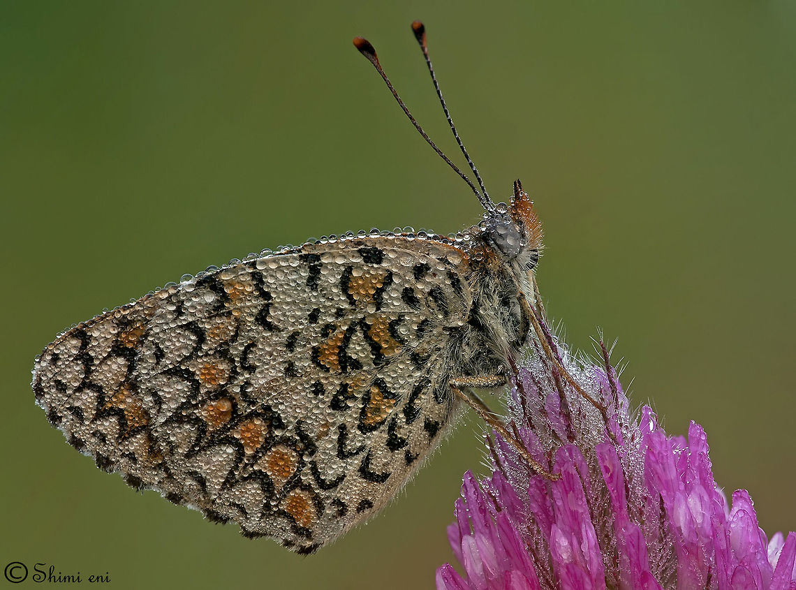 Butterfly on pink flower Butterfly - science name: Melitaea ornata Butterfly,Insects,Melitaea ornata
