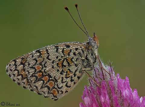 Butterfly on pink flower Butterfly - science name: Melitaea ornata Butterfly,Insects,Melitaea ornata