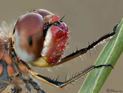 Dragonfly closeup Very close view of the head of a Dragonfly. Dragonfly,Insects,Odonata,compound eye