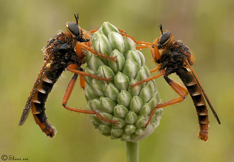 Robberflies: 2 IN 1 Robberflys Fly,Insects,Robber Fly,macro