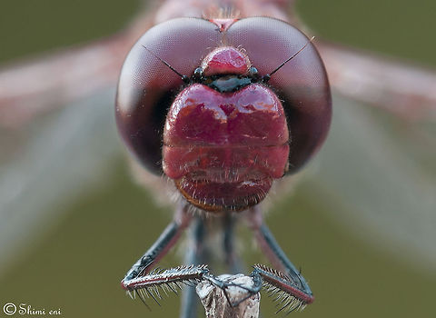 Dragonfly Face 2 Face Extreme front view closeup of the head of a red Dragonfly Dragonfly,Insects,Macro,compound eye
