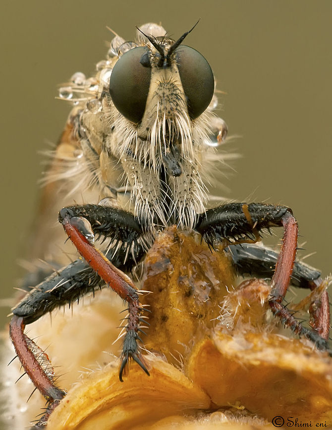 Robberfly looking good? Robberfly poses for the camera. Fly,Insects,Macro,Robber Fly