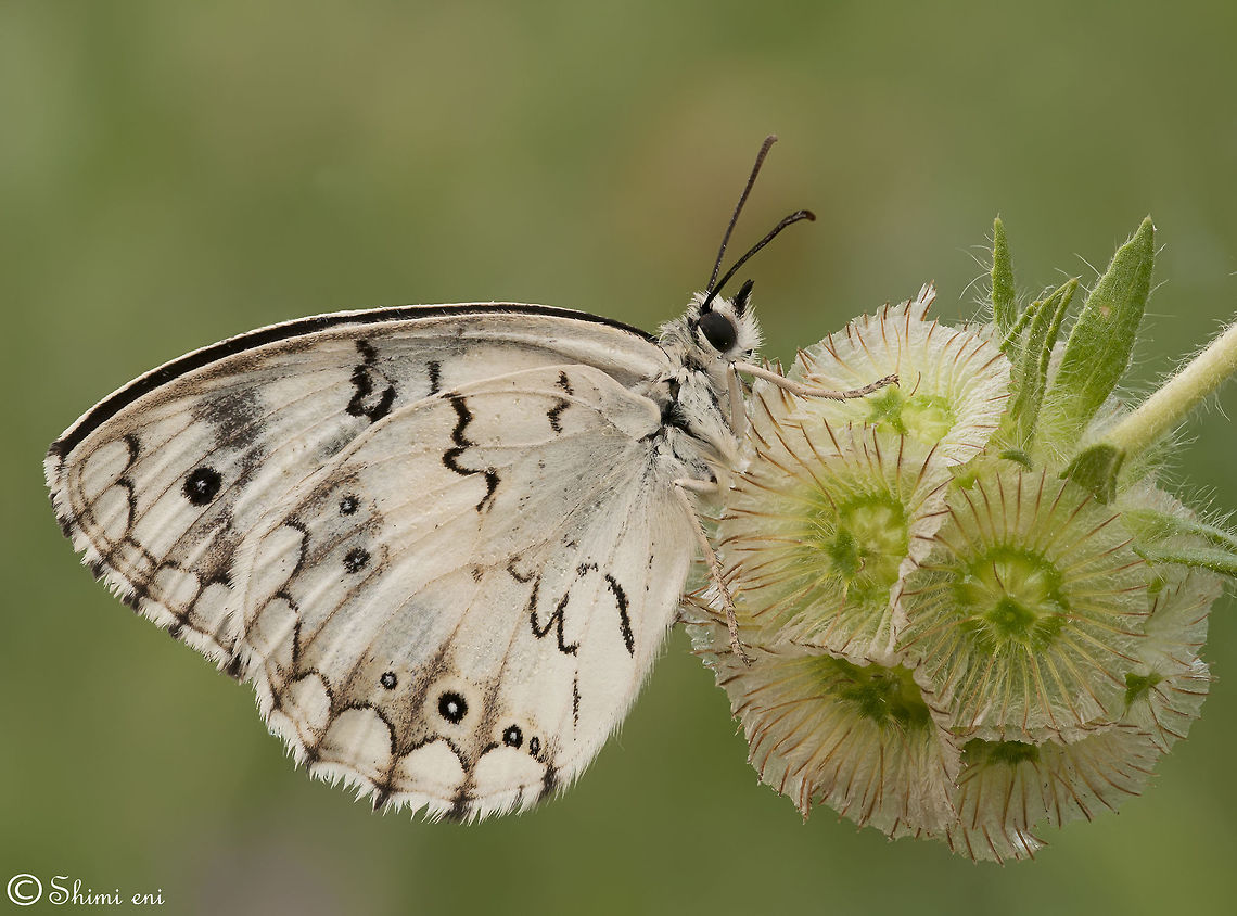 White Butterfly sideview Nice closeup of a white butterfly hanging on to a beautiful white flower. Butterfly,Insects,Levantine Marbled White,Macro,Melanargia titea