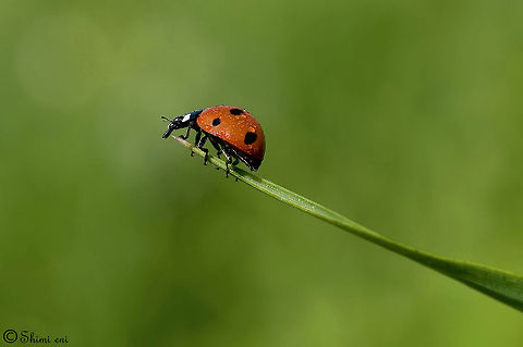 Ladybug up to the edge Ladybird  7-spot Ladybird,Beetles,Coccinella septempunctata,Coleoptera,Insects,Ladybug,Macro
