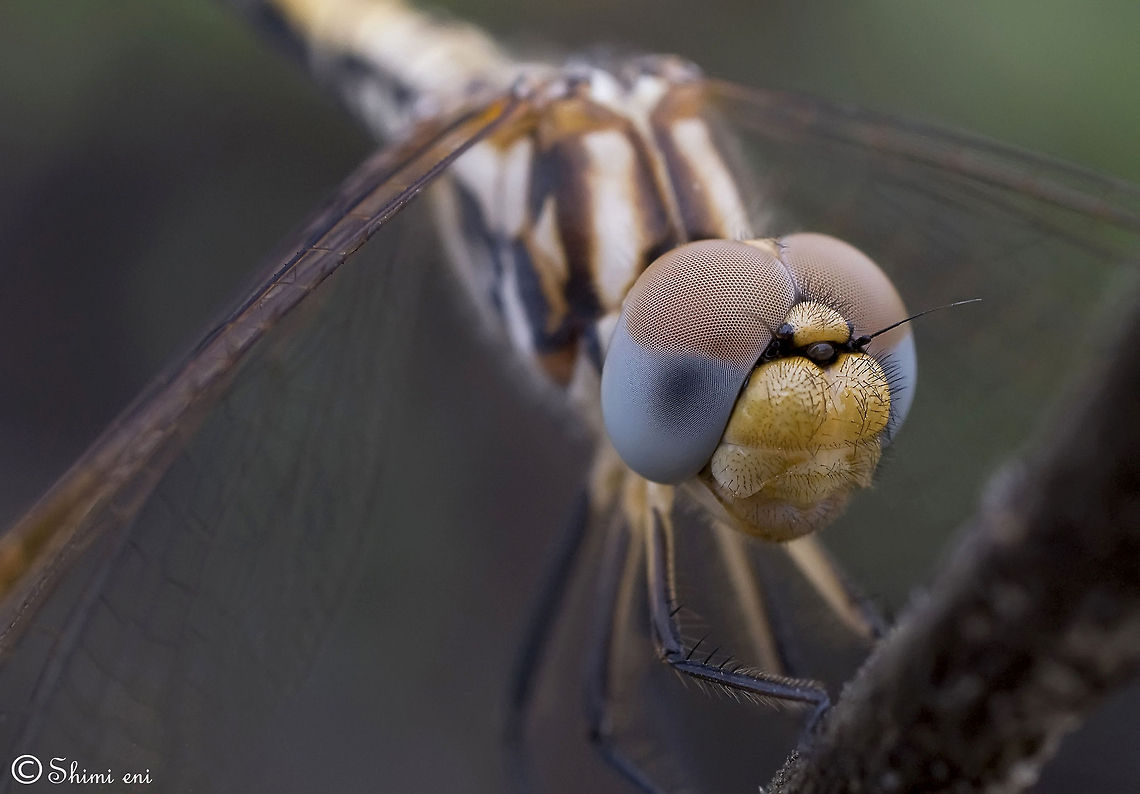 Dragonfly Net Eye Dragonfly closeup Dragonfly,Insects,Macro,Odonata,Red-veined Dropwing,Trithemis arteriosa,compound eye