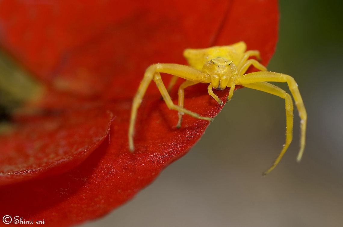 Yellow Crab Spider Thomisus onustus Araneae,Crab spider,Insects,Macro,Spider,Thomisus onustus