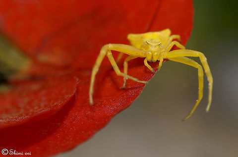 Yellow Crab Spider Thomisus onustus Araneae,Crab spider,Insects,Macro,Spider,Thomisus onustus