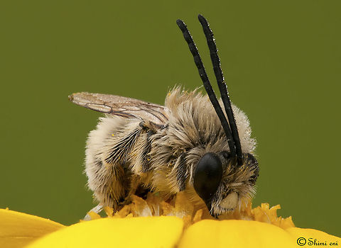 Bee Praying Bee - science name: Hylaeus Apoidea,Bees,Hylaeus,Insects,Macro