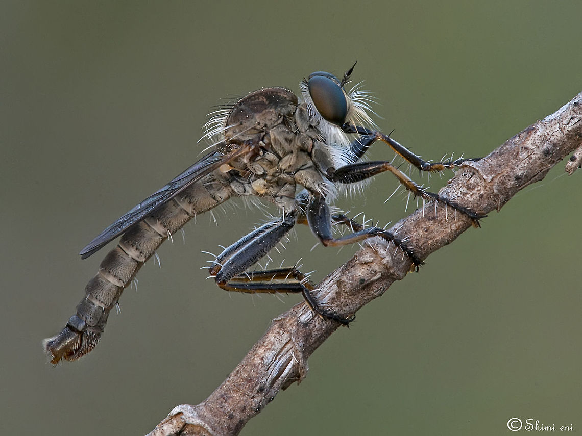 Robber Fly Climbing  Robberfly sideview, climbing a twig. Diptera,Fly,Insects,Macro,robber Fly