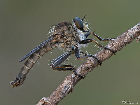 Robber Fly Climbing  Robberfly sideview, climbing a twig. Diptera,Fly,Insects,Macro,robber Fly