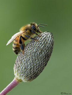Honey Bee Honey Bee polinating. Apis,Bees,Insects,Macro