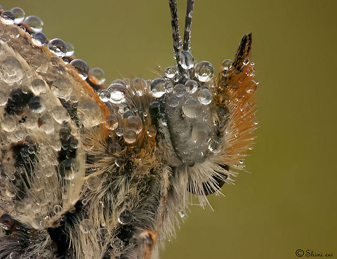 Pearl water droplets on a butterfly Butterfly - science name: Melitaea ornata Butterfly,Dewdrops,Insects,Macro,Melitaea ornata,Rhopalocera