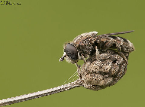 Sleeping  Insects,Macro