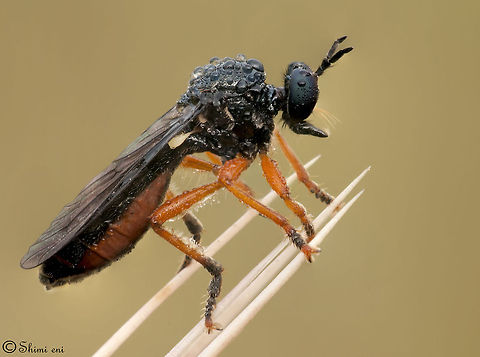 Baby Robberfly Sideview closeup of a black Robberfly with orange legs. Dewdrops,Fly,Insects,Macro,droplets,robber Fly