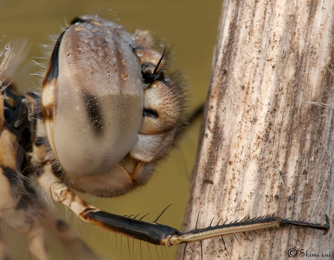 Dragonfly extreme closeup A very close look at the compound eyes of a Dragonfly. Brachythemis leucosticta,Dragonfly,Insects,Macro,compound eye