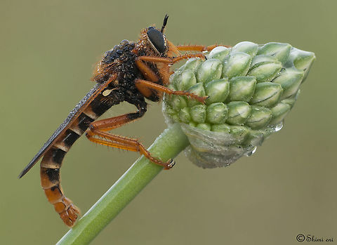 Robberfly Composition Sideview of a Robberfly hanging on to a plant. Insects,Macro,Robber fly