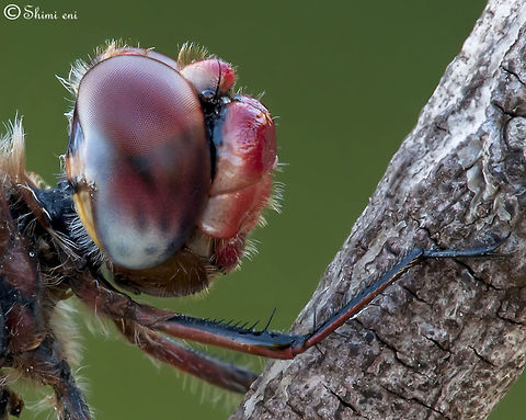 Dragonfly One side Head profile with an beautiful compound eye. Insects,Macro,Odonata,compound eye