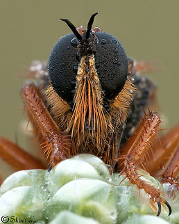 Bugs Killer - Robber fly  Robber Flies eat insectivores - they eat other insects Asilidae,Fly,Insectivore,Insects,Macro,Robber Fly